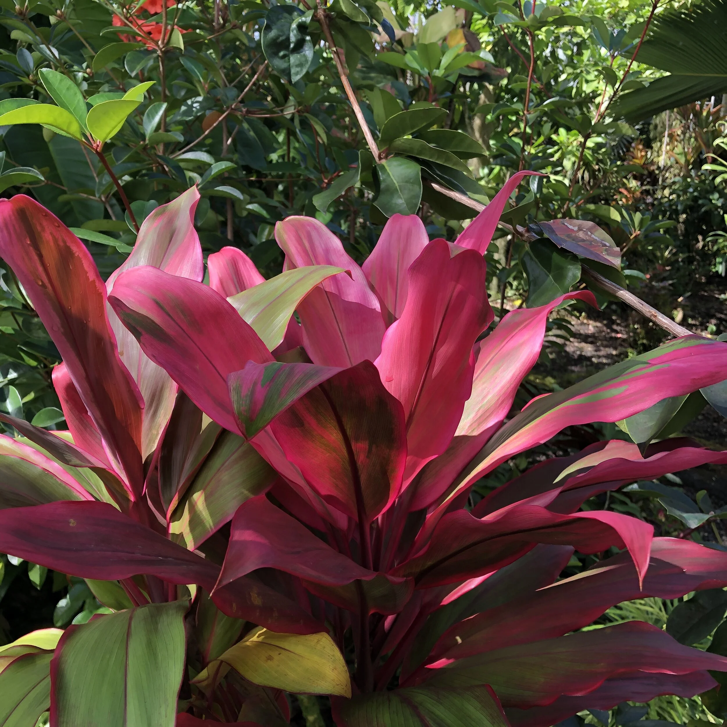 Cordyline terminalis 'Envy' — Vintage Green Farms with Tom Piergrossi
